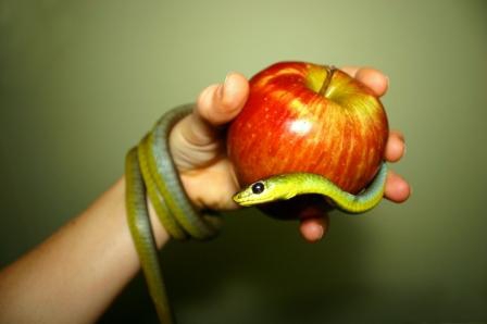 La mela e il serpente mistero svelato
