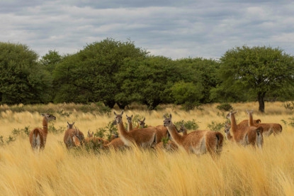 Il bramito del cervo rosso: il grido che scuote la foresta di La Pampa
