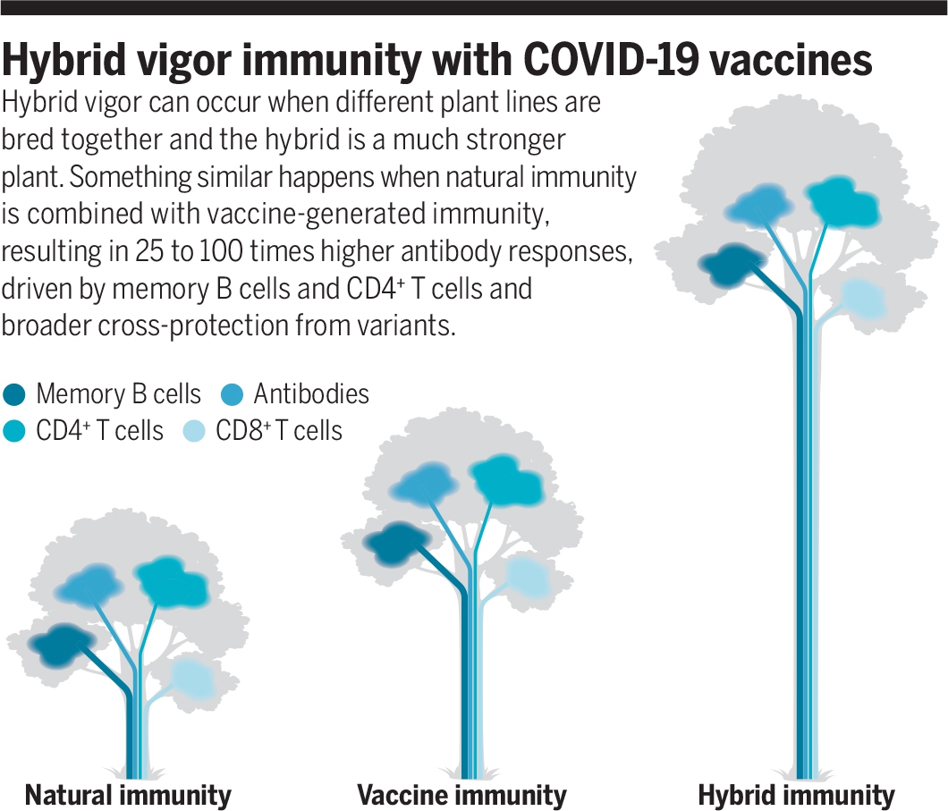 HYBRID IMMUNITY