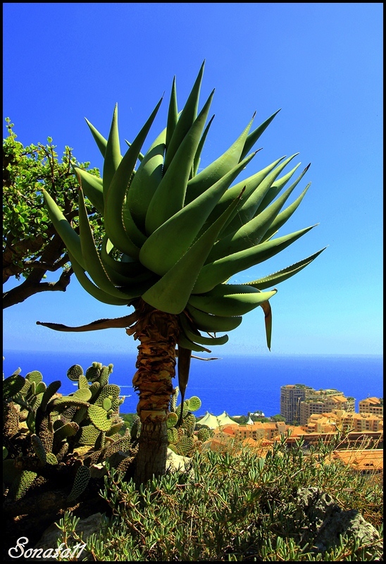 Giardino esotico a Monte Carlo