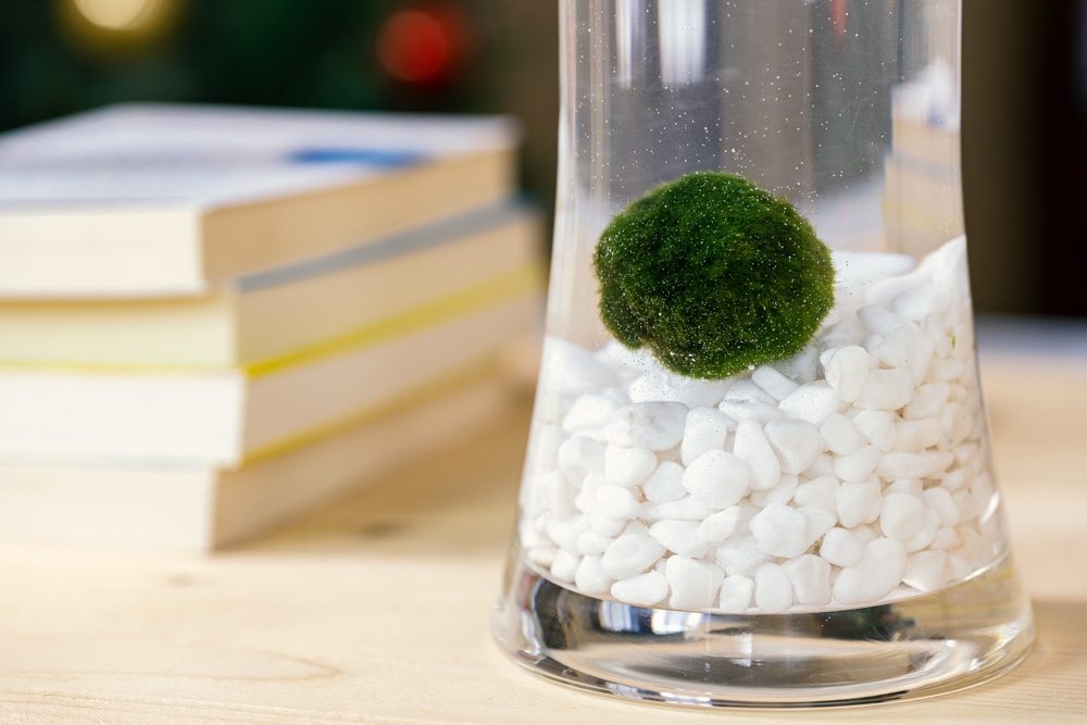 Alga Marimo: la nuova moda dell'home decor
