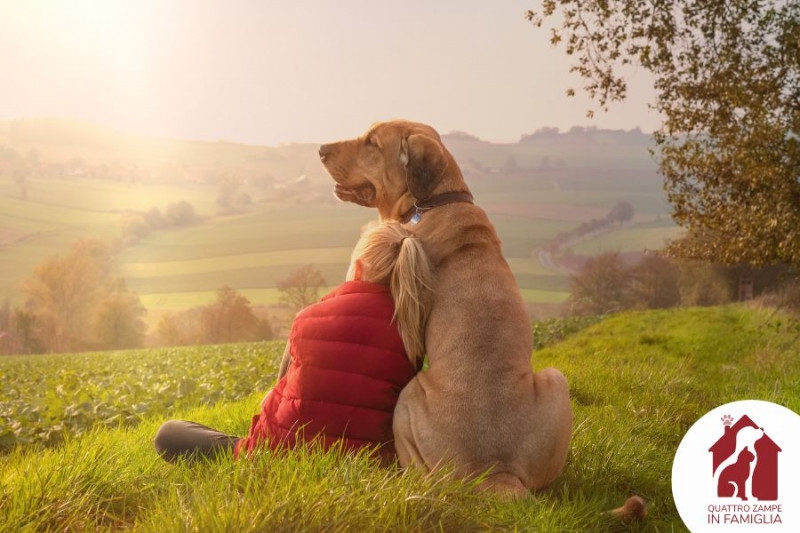 Quattro Zampe in Famiglia, il nuovo motore di ricerca per adottare cani e gatti in tutta Italia